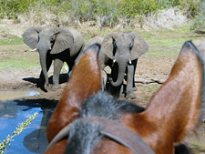 Zimbabwe-Victoria Falls-Zambezi National Park & Victoria Falls Safari Ride